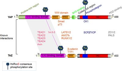 Frontiers Role Of Yap Taz In Cell Lineage Fate Determination And